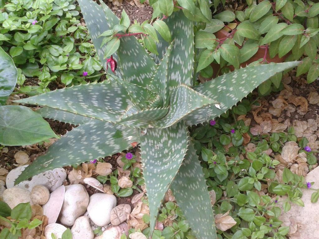 Apartment Cactus Donji Okrug  Luaran gambar